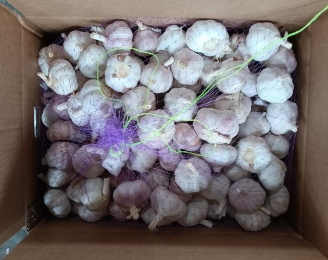 الثوم الأبيض العادي