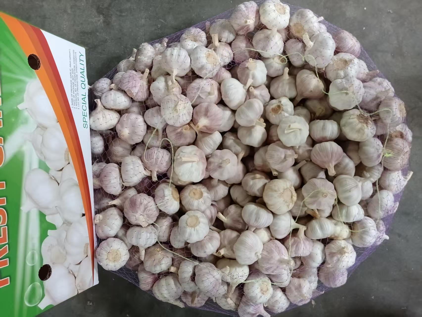 الثوم الأبيض العادي