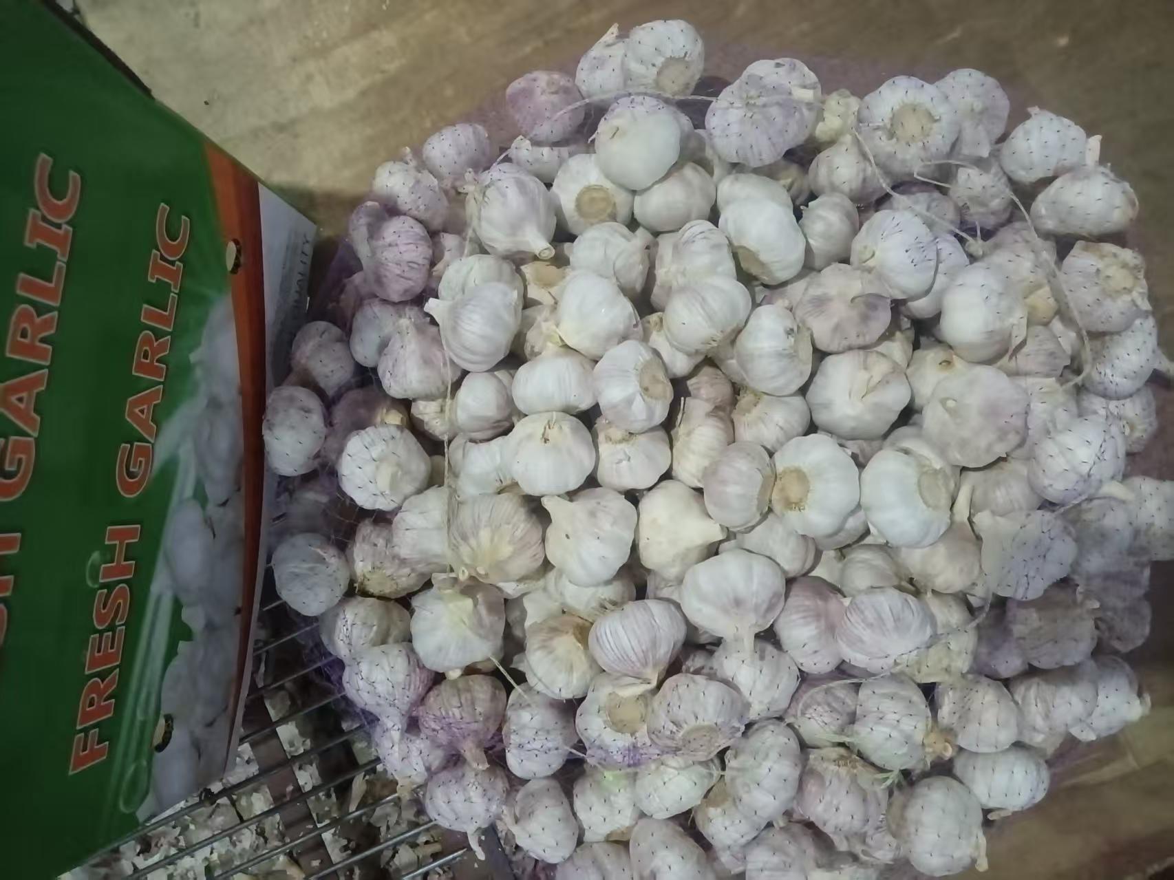الثوم الأبيض العادي