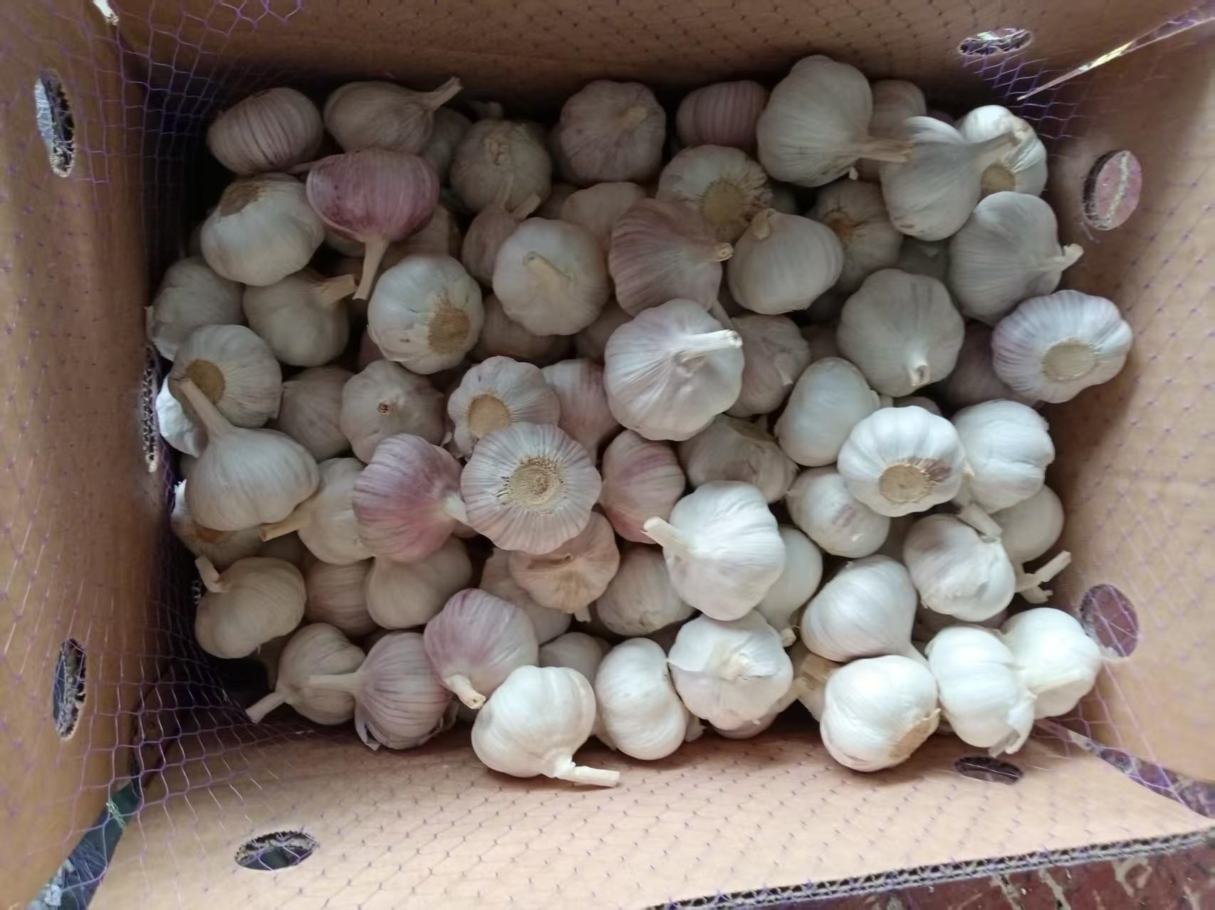 الثوم الأبيض العادي