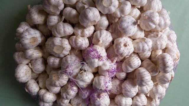 Fresh Pure White Garlic