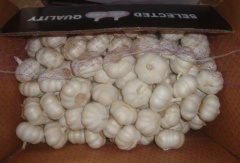 Fresh Pure White Garlic