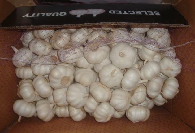 Fresh Pure White Garlic