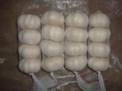 ثوم أبيض نقي طازج