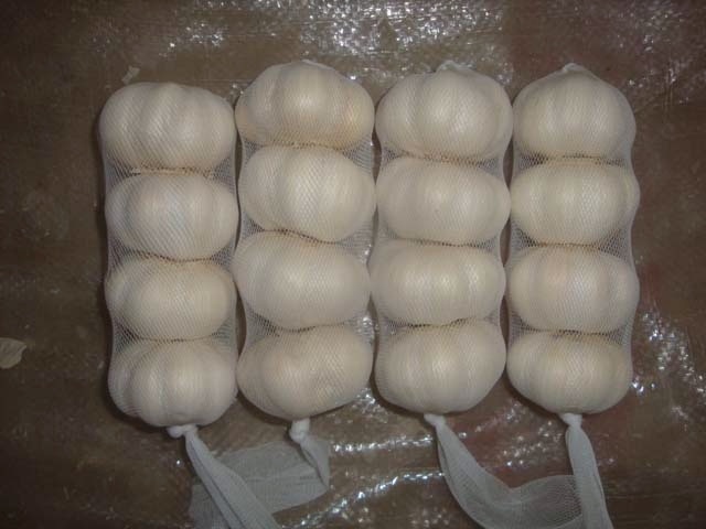 ثوم أبيض نقي طازج