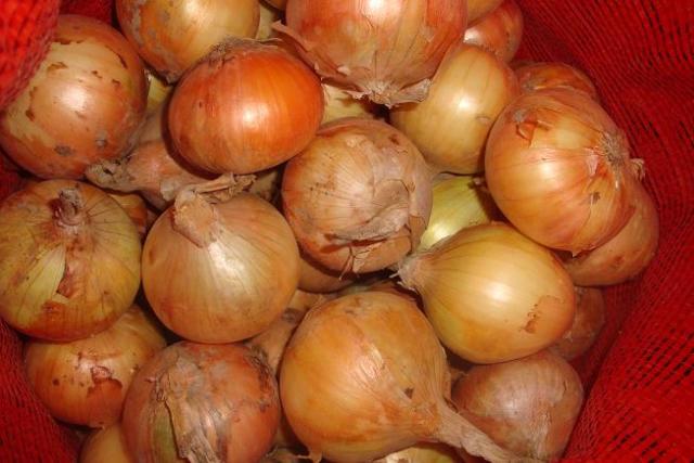 Oignon jaune frais