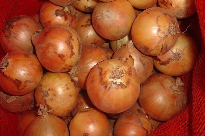 Fresh Yellow Onion