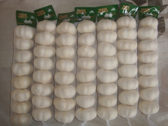 Fresh Pure White Garlic