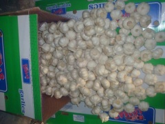 ثوم أبيض نقي طازج