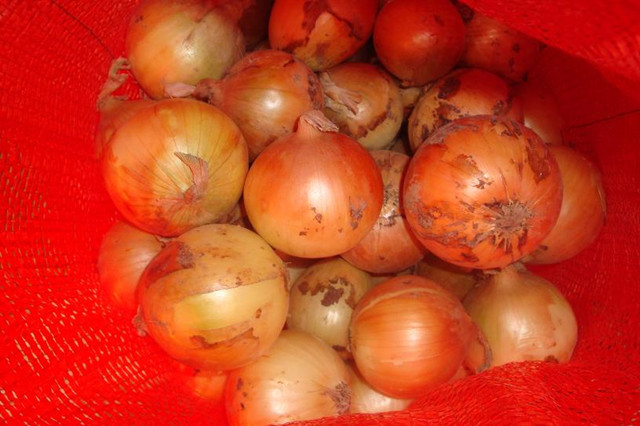 Fresh Yellow Onion