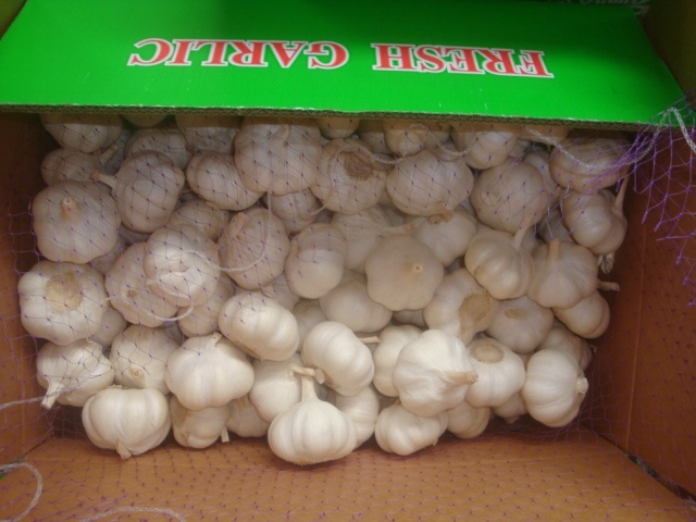 ثوم أبيض نقي طازج