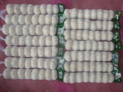 ثوم أبيض نقي طازج