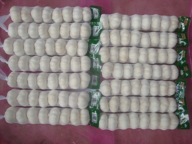 ثوم أبيض نقي طازج