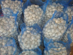 Ajo blanco puro fresco