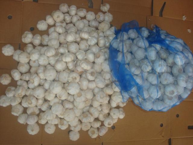 Ajo blanco puro fresco