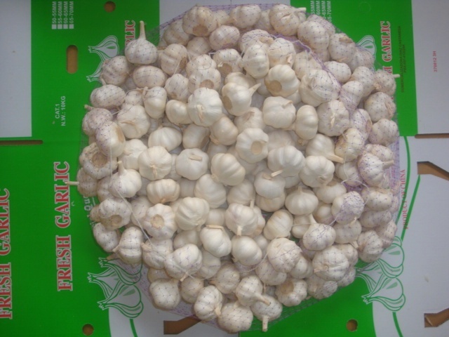 Ajo blanco puro fresco