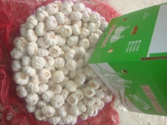 Ajo blanco puro fresco