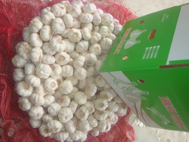 Ajo blanco puro fresco
