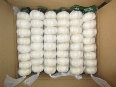 Fresh Pure White Garlic
