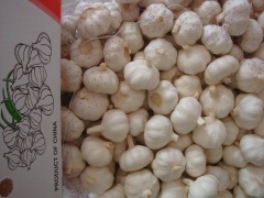 Ajo blanco puro fresco