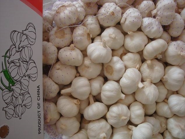 Ajo blanco puro fresco