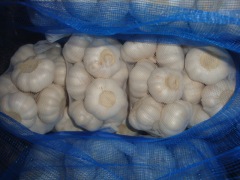 Ajo blanco puro fresco