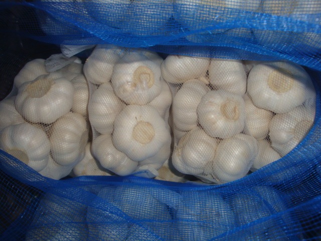 Ajo blanco puro fresco