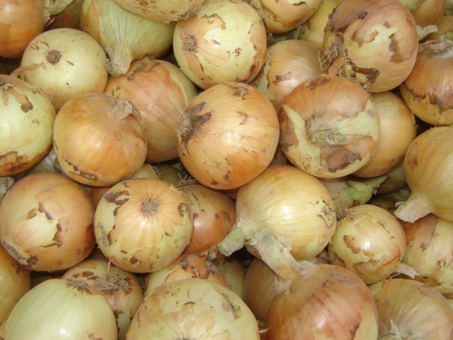 Oignon jaune frais