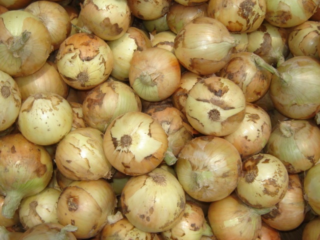 Fresh Yellow Onion