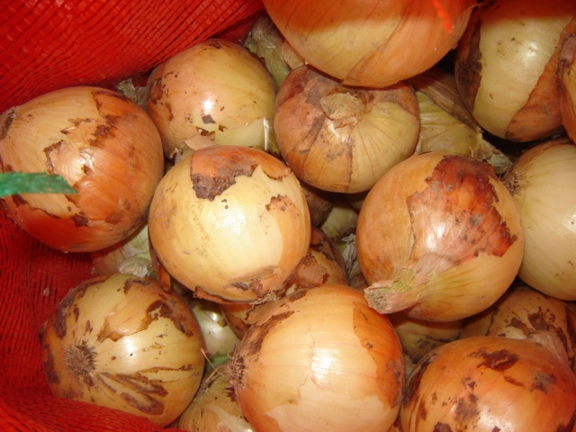 Fresh Yellow Onion