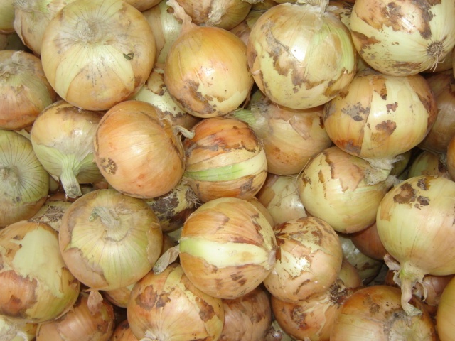 Cebolla amarilla fresca