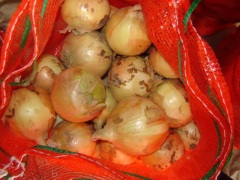 Cebolla amarilla fresca