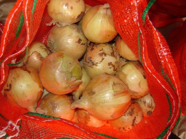 Cebolla amarilla fresca