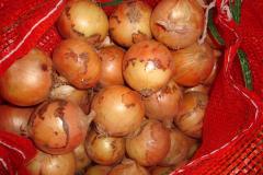 Cebolla amarilla fresca