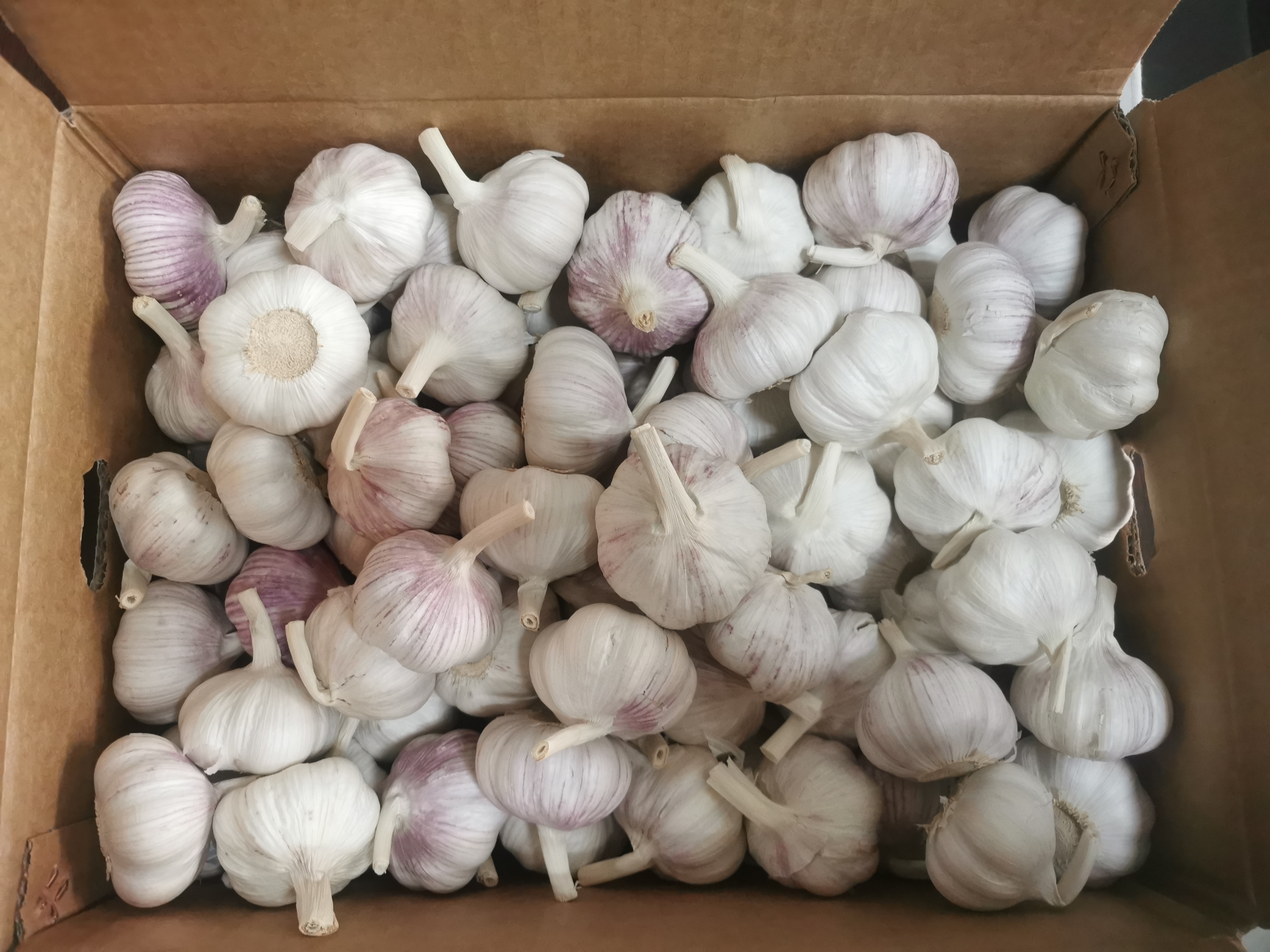 Ail blanc normal