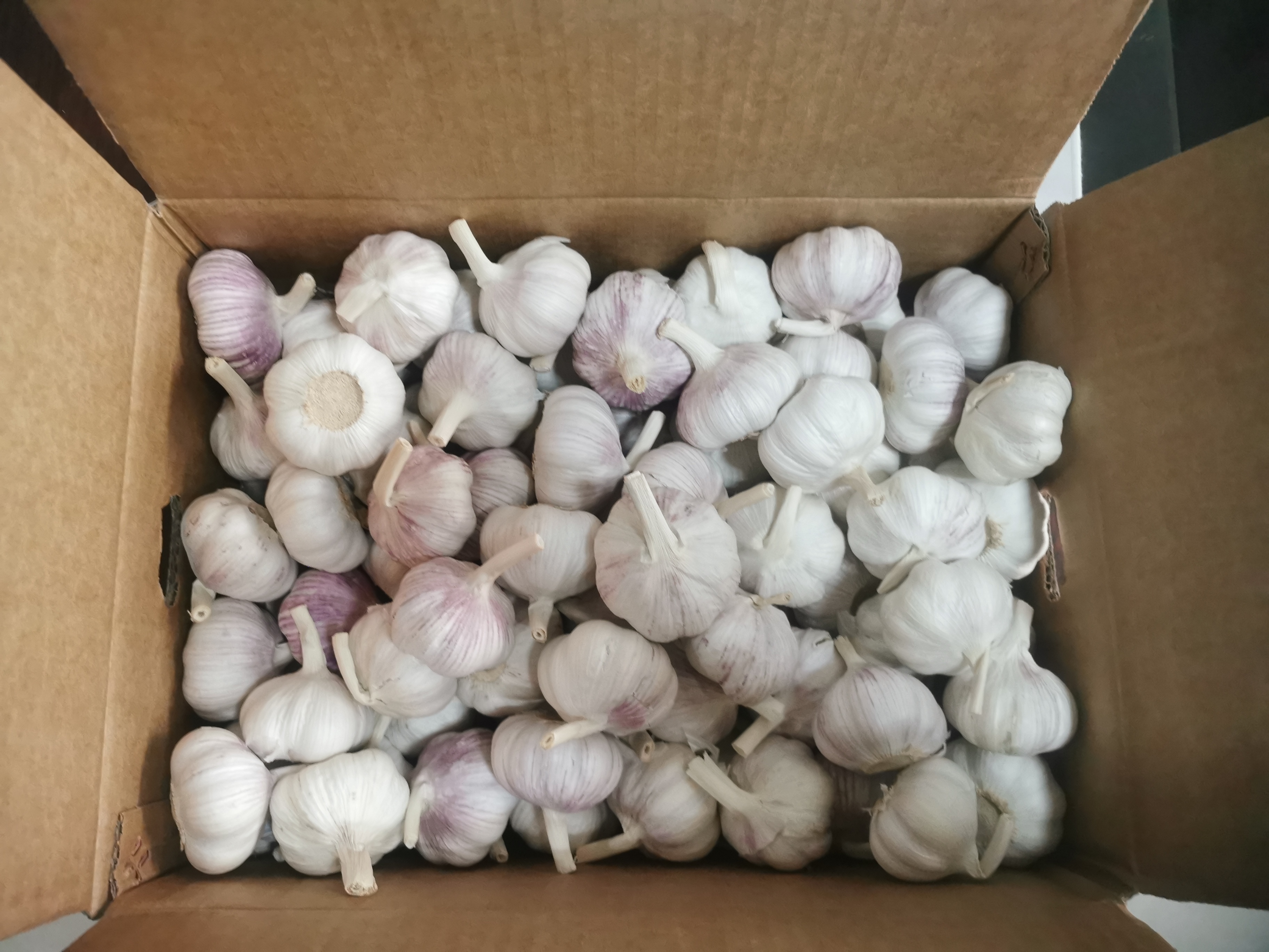 Ail blanc normal