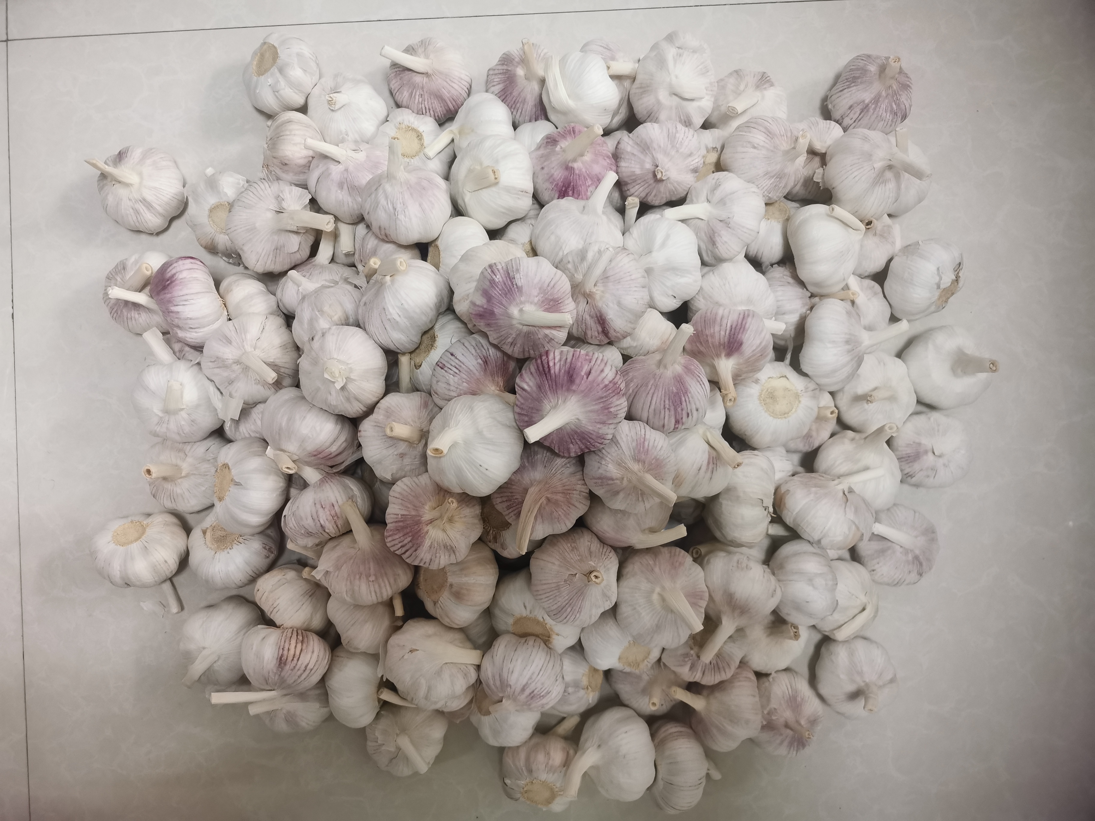 Ail blanc normal
