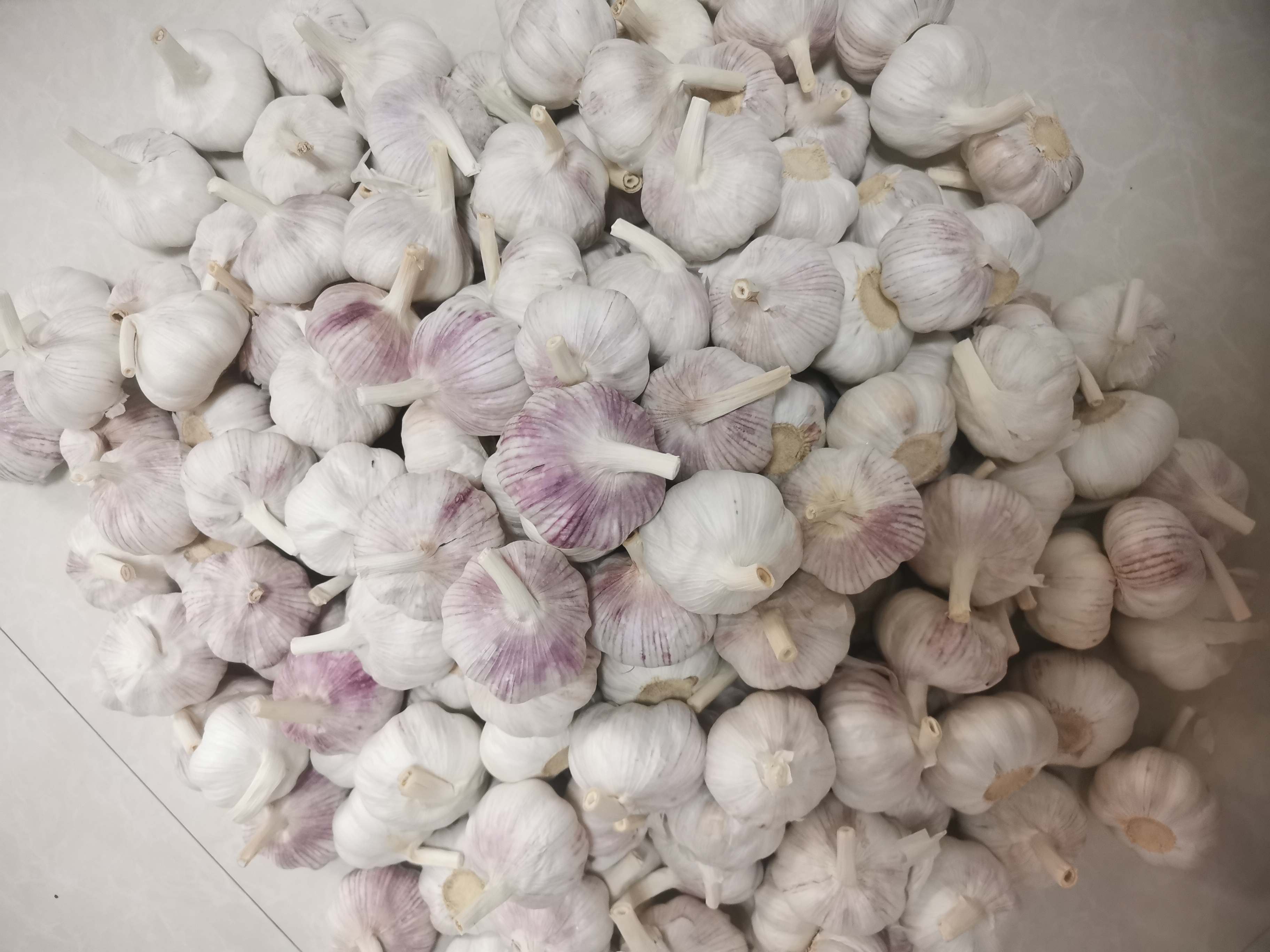 Ail blanc normal