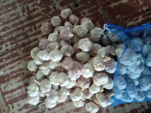 Normal White Garlic