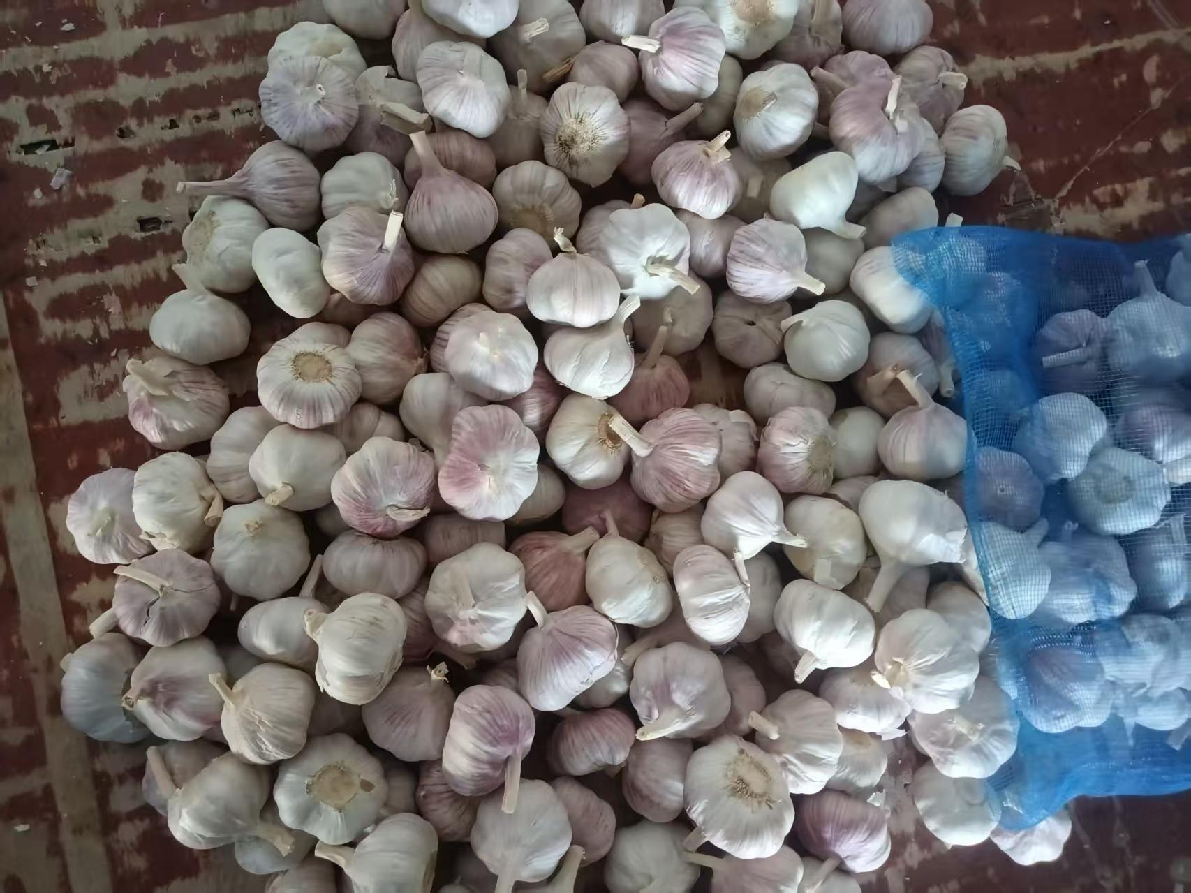 Normal White Garlic