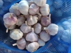 Normal White Garlic
