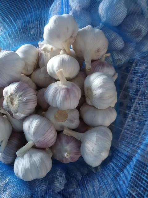Normal White Garlic