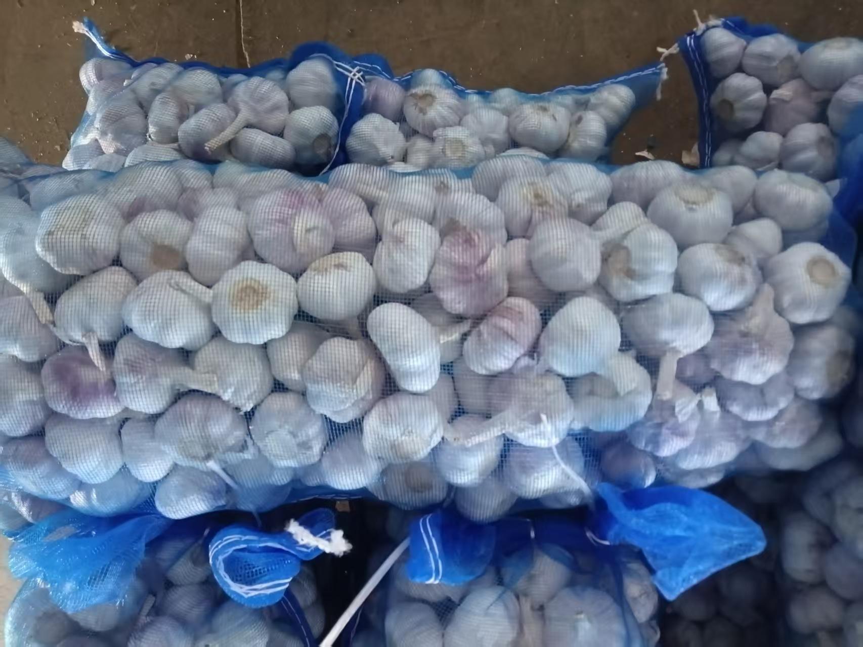 Normal White Garlic