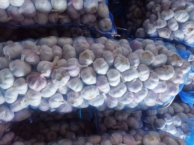 Normal White Garlic