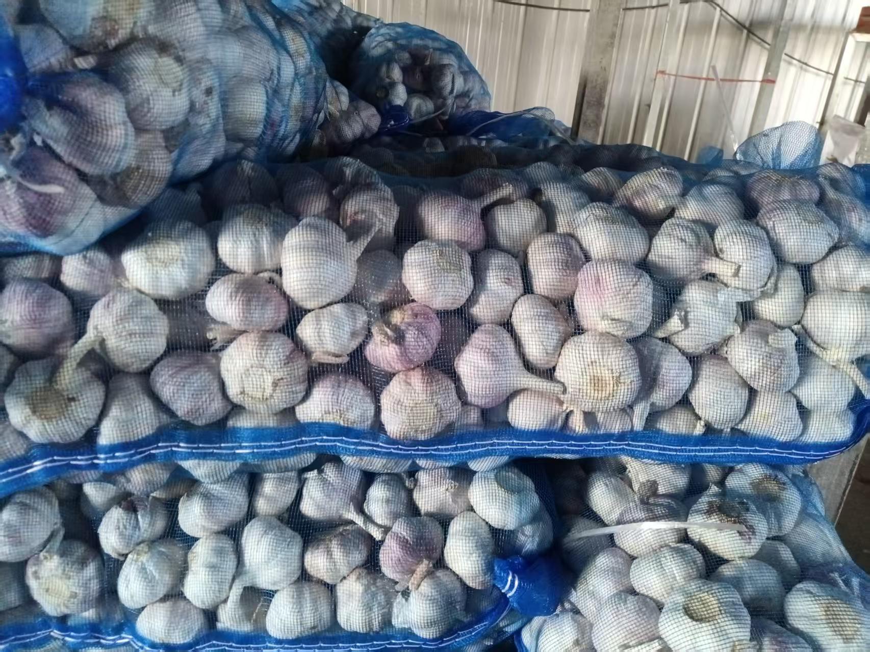Normal White Garlic