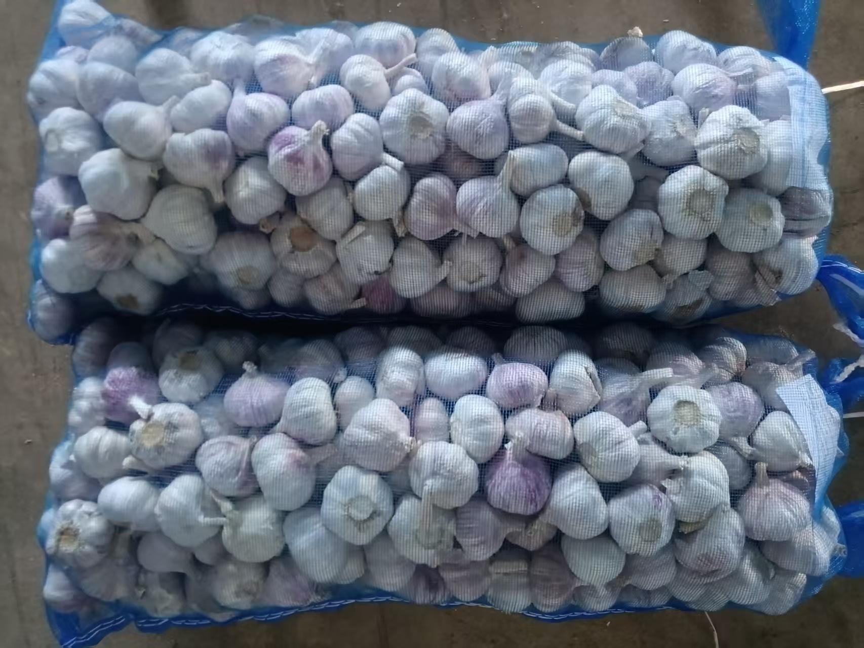 Normal White Garlic