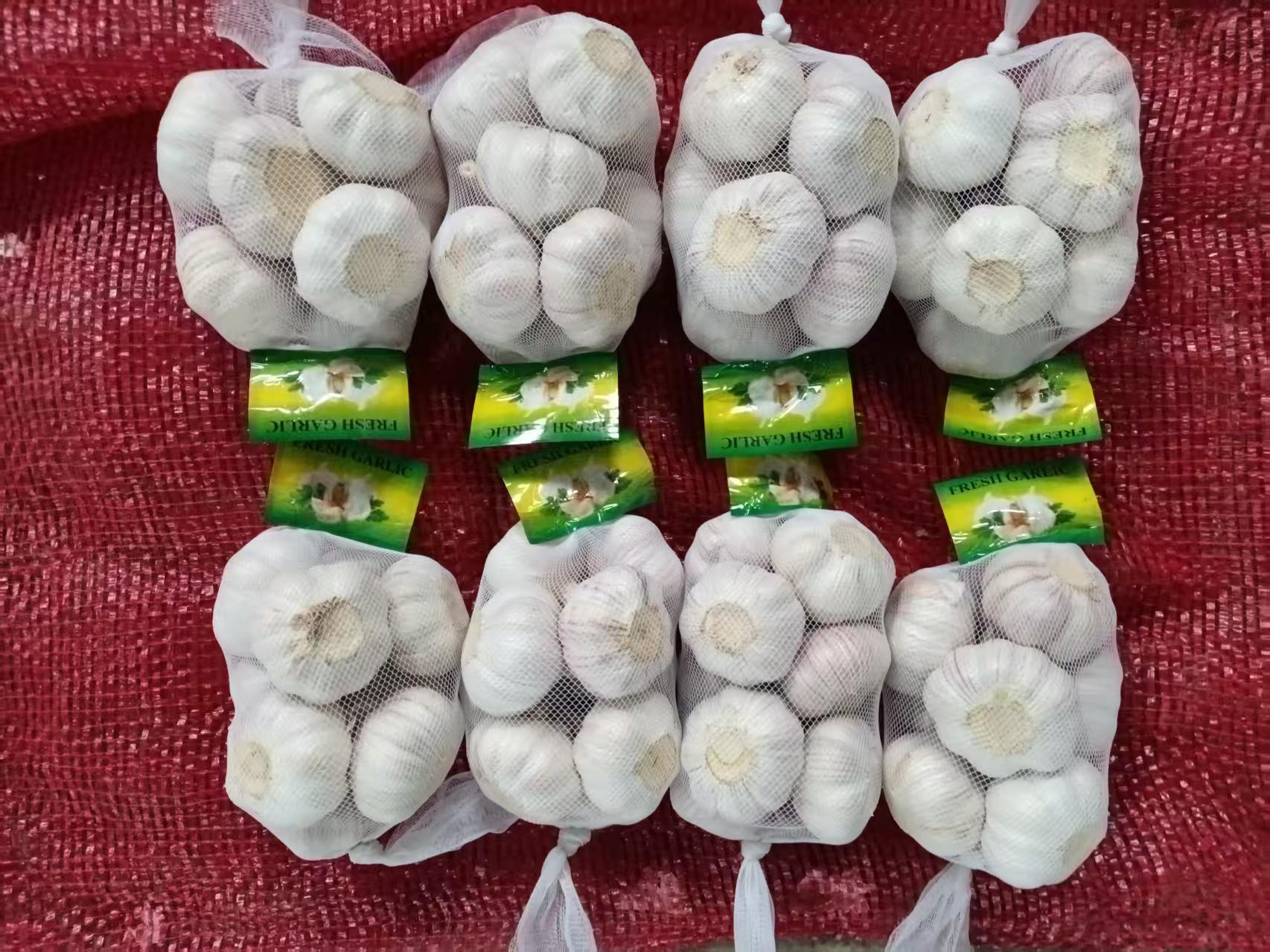 Normal White Garlic