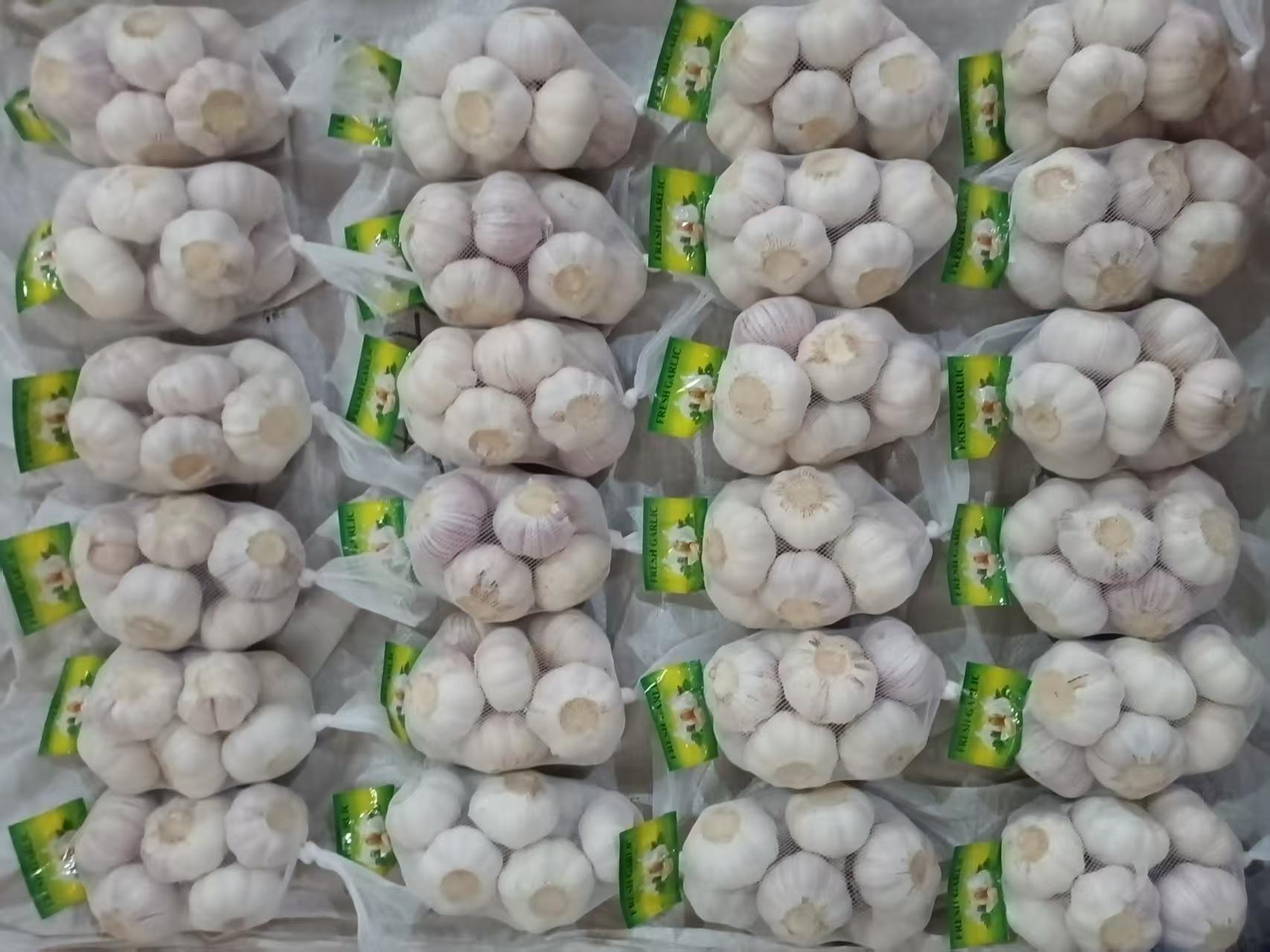 Normal White Garlic