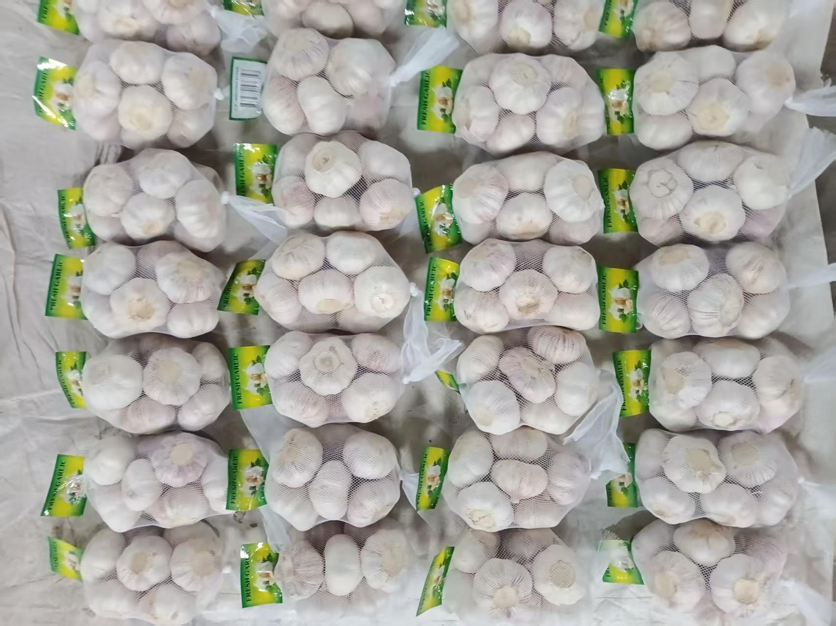 Normal White Garlic