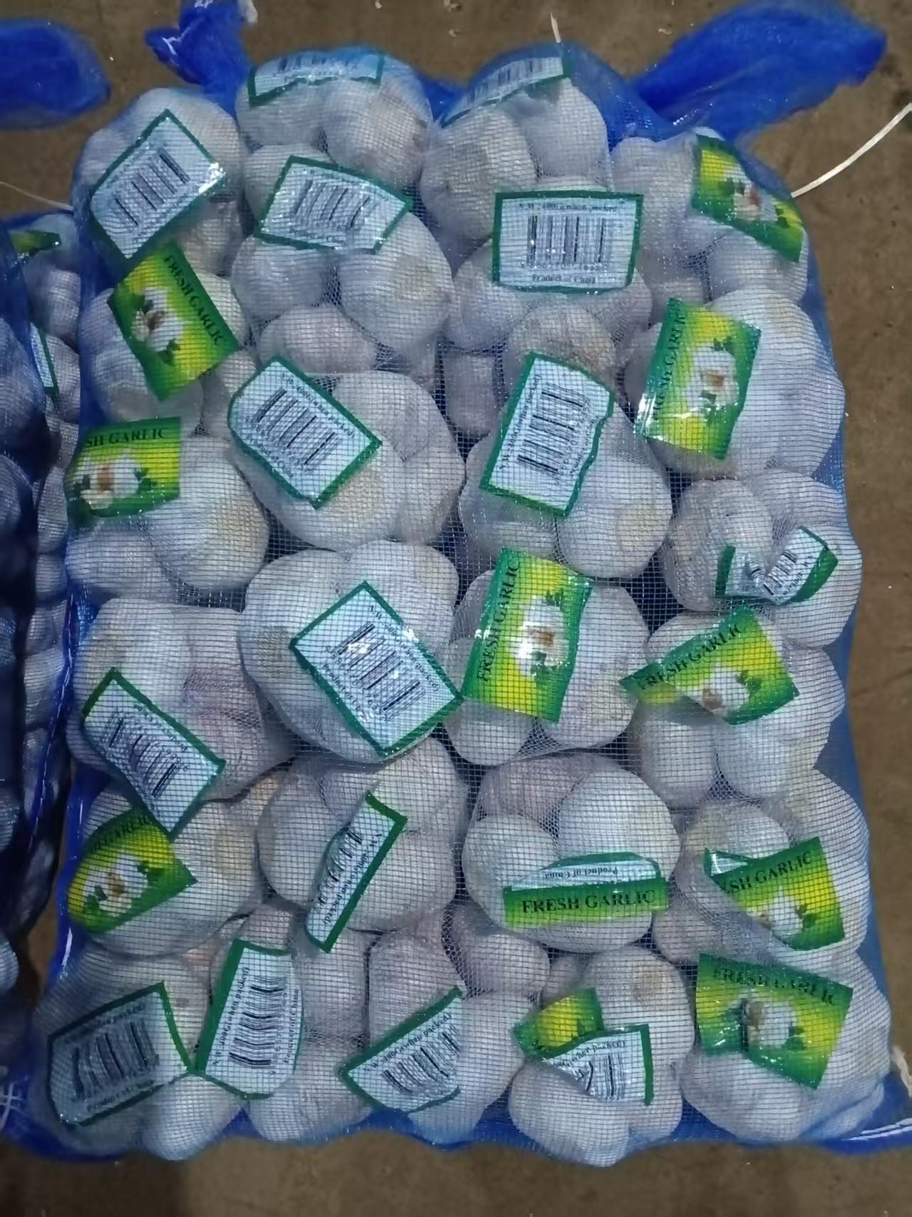 Normal White Garlic